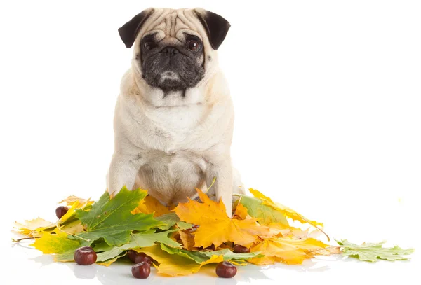 Chien chien isolé sur fond blanc avec des feuilles d'automne — Photo