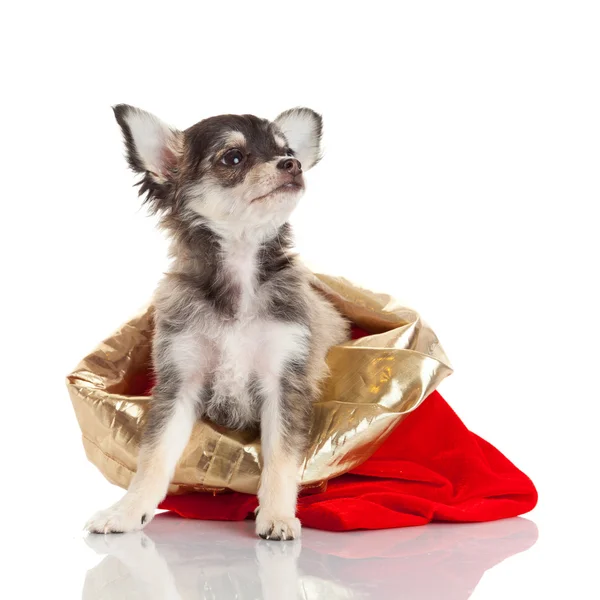 Chihuahua-Welpe zu Weihnachten — Stockfoto