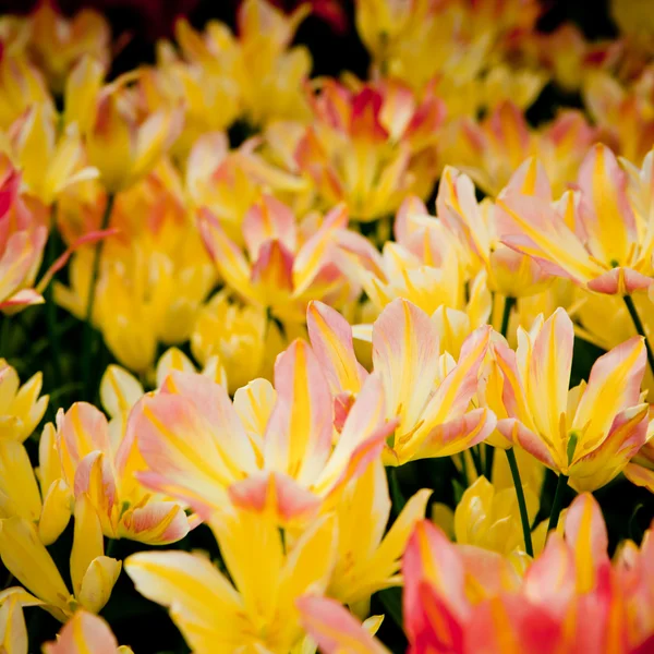 Színes tulipán. — Stock Fotó