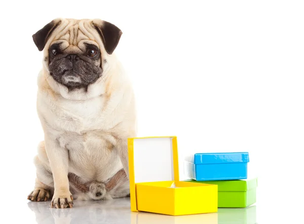 Pug Dog isolado em um fundo branco — Fotografia de Stock