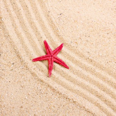 Deniz yıldızı kum Beach üzerinde
