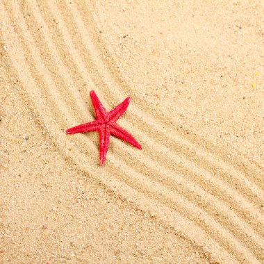 Deniz yıldızı kum Beach üzerinde