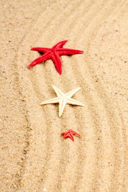 Deniz yıldızı kum Beach üzerinde