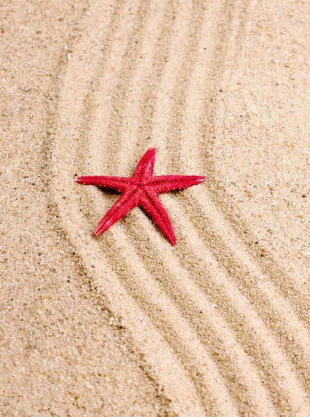 Estrella del mar en la arena de la playa — Foto de Stock