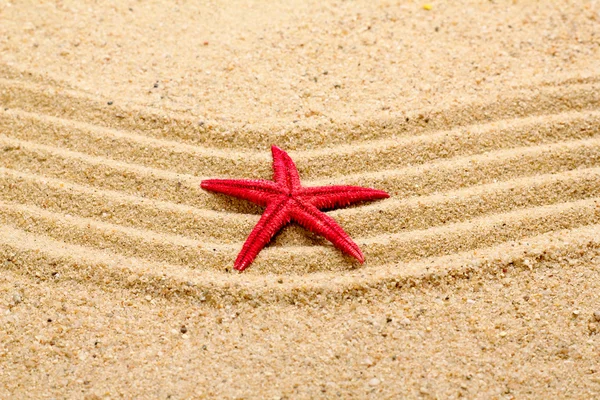 Sea star på sanden på stranden — Stockfoto