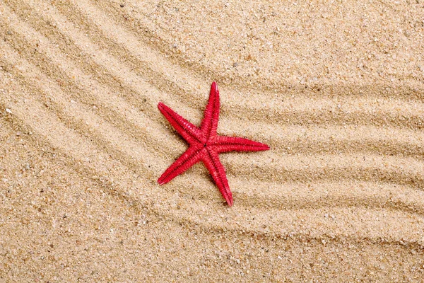 Sea star på sanden på stranden — Stockfoto