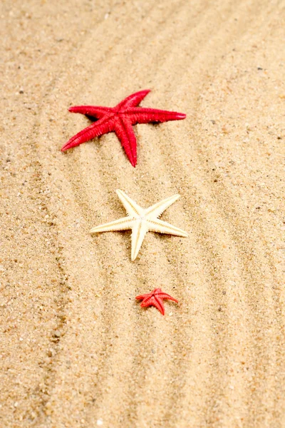 Sea star på sanden på stranden — Stockfoto