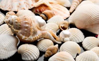 deniz kabuğu siyah arkaplanda