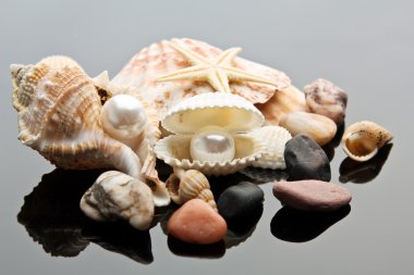 inci deniz kabuğu üzerinde