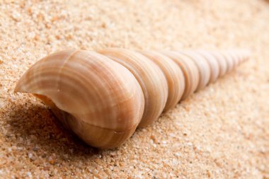 Seashell yakın çekim