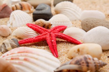 Deniz yıldızı kum Beach üzerinde
