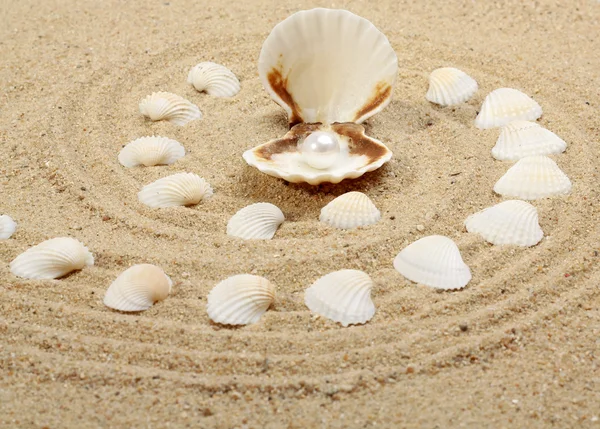 Pärla på seashell — Stockfoto