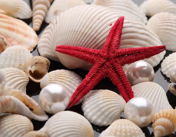 Pärla på seashell — Stockfoto