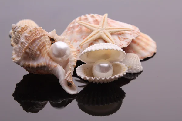珍珠母贝壳 — 图库照片
