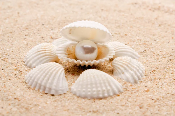 Pärla på seashell — Stockfoto