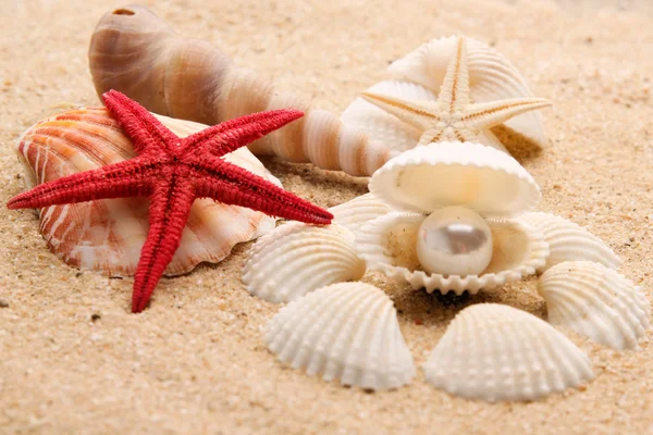 Pärla på seashell — Stockfoto