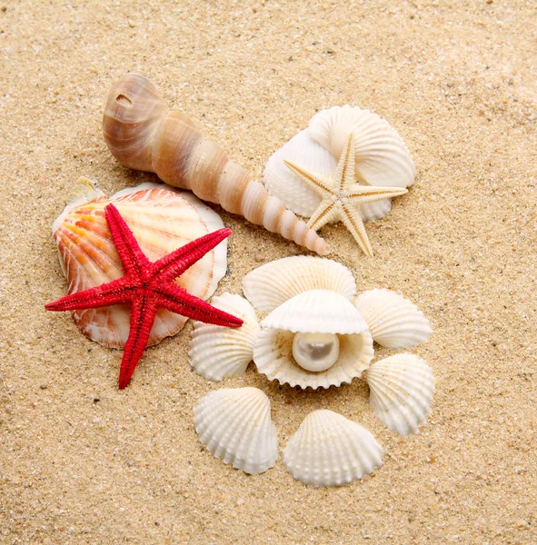 Pärla på seashell — Stockfoto