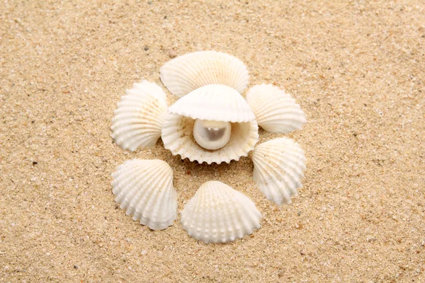 Pärla på seashell — Stockfoto