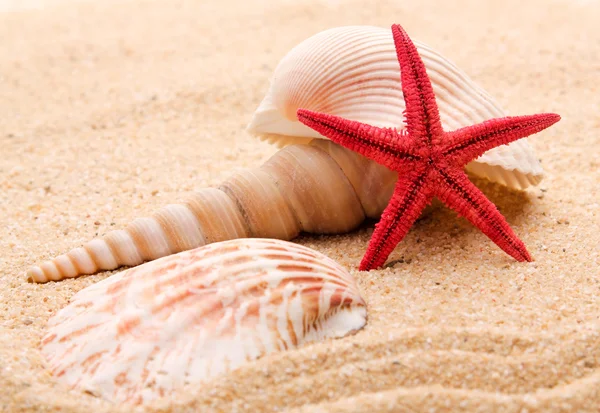 Exotic sea shell — Stock Photo, Image