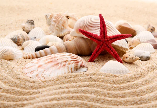 Exotic sea shell — Stock Photo, Image