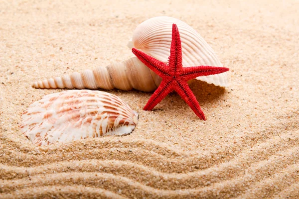 Exotic sea shell — Stock Photo, Image