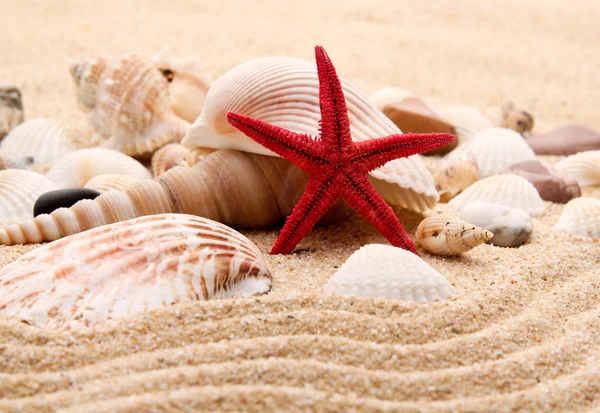 Concha do mar exótica — Fotografia de Stock
