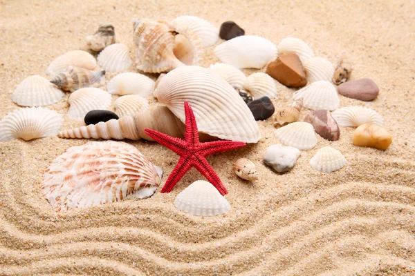 Exotic sea shell — Stock Photo, Image