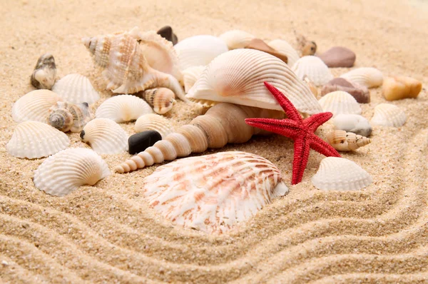 Sea star na písku pláže — Stock fotografie