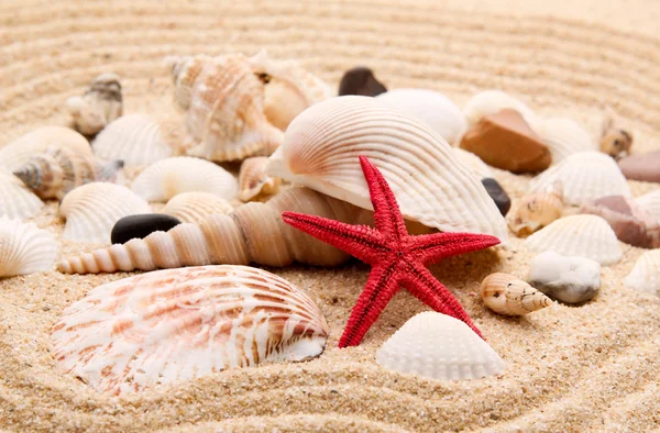 Sea star on the sand of beach — Stock Photo, Image