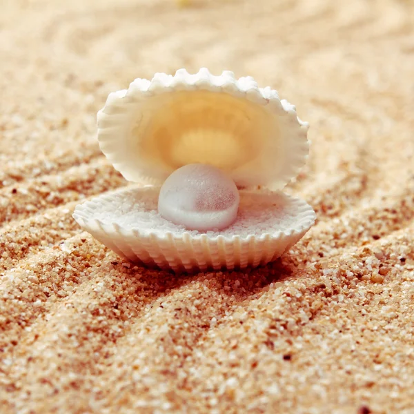 Pärla på seashell — Stockfoto