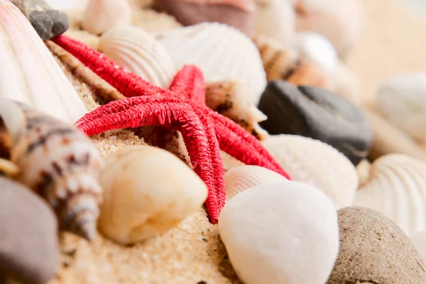 Sea star på sanden på stranden — Stockfoto