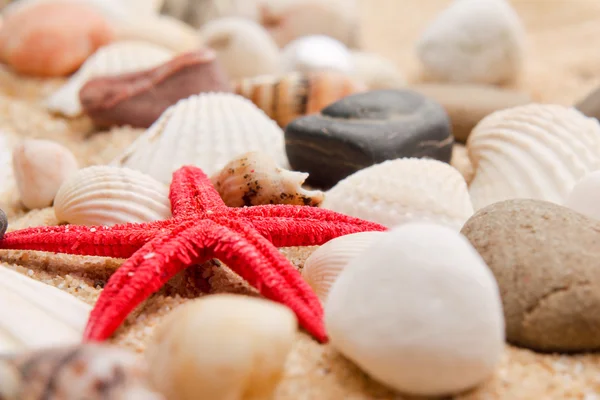 Sea star på sanden på stranden — Stockfoto