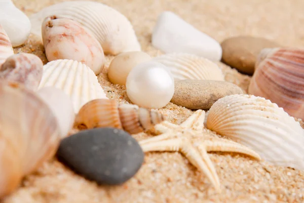Närbild pearl och seashell — Stockfoto