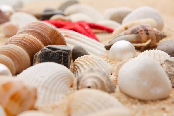 Närbild pearl och seashell — Stockfoto