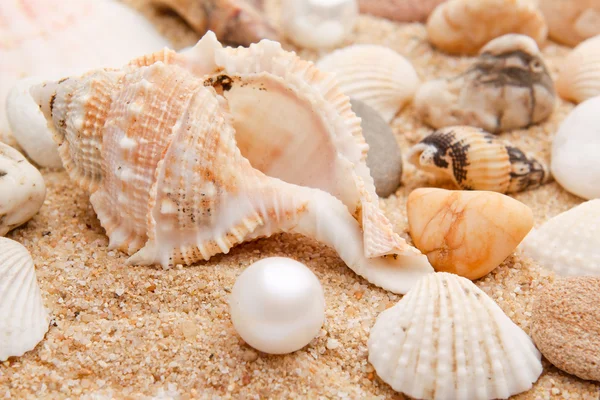 Närbild pearl och seashell — Stockfoto