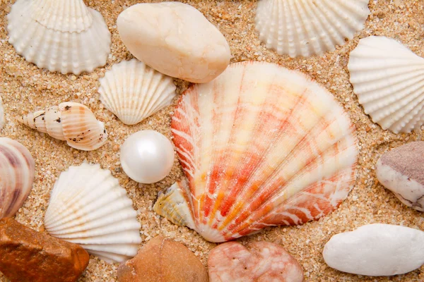 Närbild pearl och seashell — Stockfoto