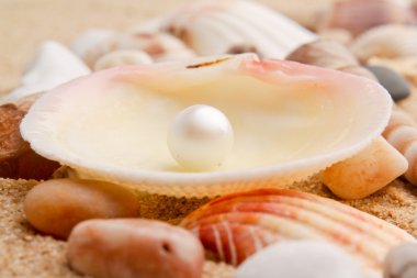 inci deniz kabuğu üzerinde