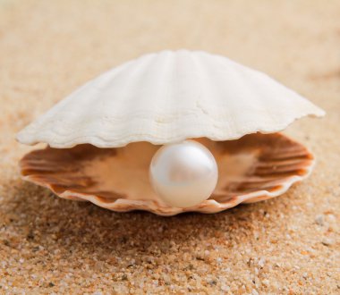 inci deniz kabuğu üzerinde