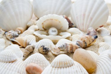 Deniz kabukları içinde inci