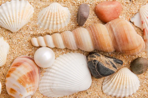 Primer plano perla y concha marina — Foto de Stock