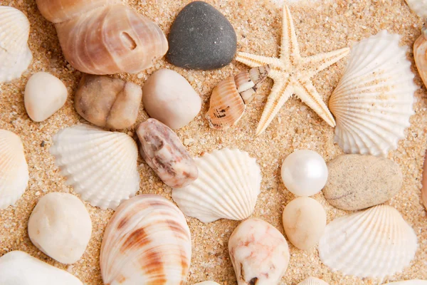 Close-up pearl and seashell — Stock Photo, Image