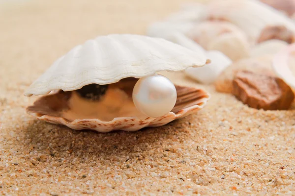 Pärla på seashell — Stockfoto