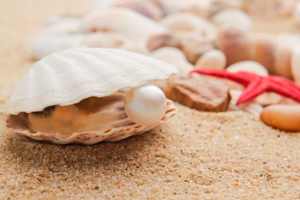 Pärla på seashell — Stockfoto