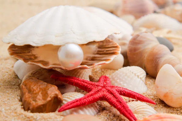 Pärla på seashell — Stockfoto