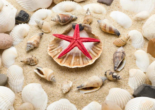 Praia com estrelas do mar e conchas — Fotografia de Stock
