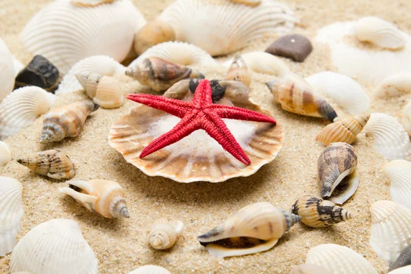 Beach with starfish and seashells — Stock Photo, Image