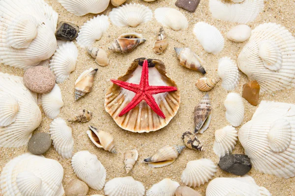 Praia com estrelas do mar e conchas — Fotografia de Stock