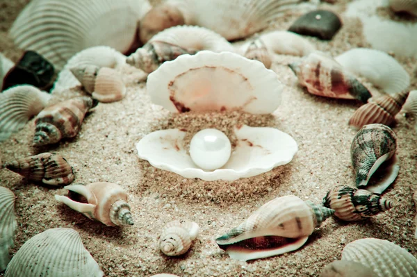 Морская жемчужина в раковинах — стоковое фото