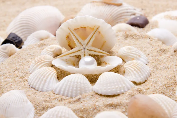 Sea pearl in shells — Stock Photo, Image