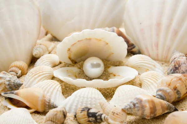 Meeresperle in Muscheln — Stockfoto